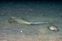 Neotrygon kuhlii (Blue-Spotted Stingray)