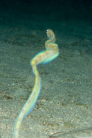 Xiphasia setifer (Snake Blenny)