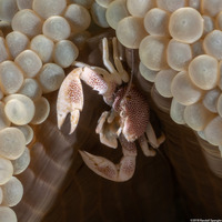 Neopetrolisthes maculatus (Spotted Porcelain Crab)