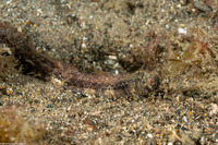 Halicampus grayi (Gray's Pipefish)
