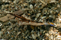 Dactylopus kuiteri (Orange & Black Dragonet)