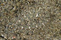 Engyprosopon macrolepis (Largescale Dwarf Flounder)