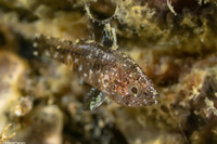 Foa fo (Weedy Cardinalfish)