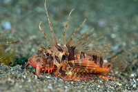 Parapterois heterura (Gurnard Lionfish)