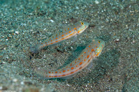 Valenciennea puellaris (Orange-Dashed Goby)