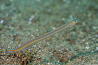 Gunnellichthys monostigma (Onespot Wormfish)