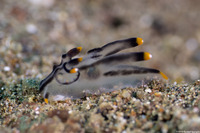 Thecacera picta (Painted Thecacera)