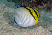 Chaetodon vagabundus (Vagabond Butterflyfish)