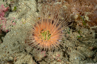 Cerianthus filiformis (Cerianthus Filiformis)