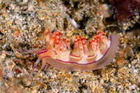 Coryphellina flamma (Flame Coryphellina)