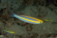 Pentapodus emeryii (Double Whiptail)