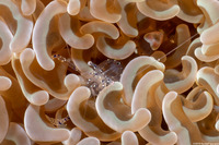 Ancylomenes venustus (Graceful Anemone Shrimp)