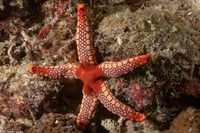 Fromia monilis (Peppermint Sea Star)