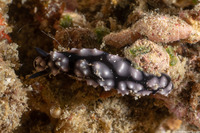 Phyllidiella pustulosa (Pustulose Phyllidia)