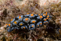 Phyllidia picta (Painted Phyllidia)