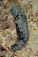 Holothuria atra (Black Sea Cucumber)