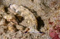 Plakobranchus sp.1 (Plakobranchus sp.1)