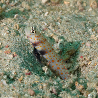 Amblyeleotris guttata (Spotted Shrimpgoby)