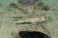 Dactyloptena orientalis (Helmut Gurnard)