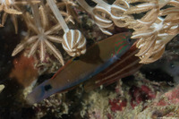 Thalassoma lunare (Crescent Wrasse)