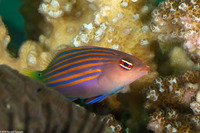 Pseudocheilinus hexataenia (Sixstripe Wrasse)