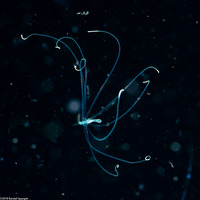 Cerianthus sp.2 (Tube-Dwelling Anemone)