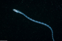 Xiphasia setifer (Snake Blenny)