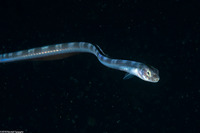 Xiphasia setifer (Snake Blenny)