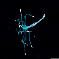 Cerianthus sp.2 (Tube-Dwelling Anemone)