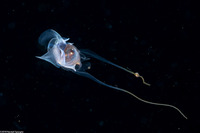 Cavolinia tridentata (Pteropod)