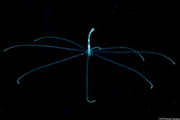 Cerianthus sp.2 (Tube-Dwelling Anemone)