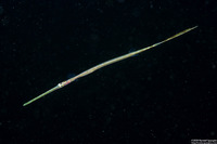 Fistularia commersonii (Bluespotted Cornetfish)