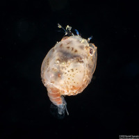 Infraorder Brachyura (Larval Crab (Megalopa Stage))