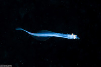 Family Bothidae (Larval Flounder)