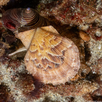 Leptopecten latiauratus (Kelp Scallop)