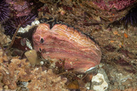 Haliotis rufescens (Red Abalone)