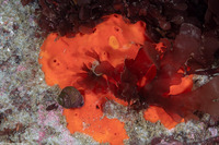 Acarnus erithacus (Red Volcano Sponge)