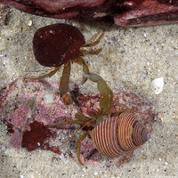 Pagurus granosimanus (Grainyhand Hermit Crab)