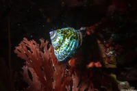 Calliostoma ligatum (Blue Top Snail)