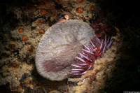 Dendraster excentricus (Sand Dollar)