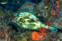 Acanthostracion quadricornis (Scrawled Cowfish)