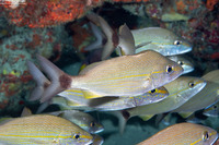 Haemulon aurolineatum (Tomtate)