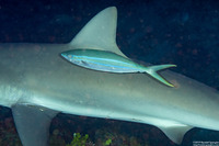Elagatis bipinnulata (Rainbow Runner)