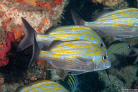 Haemulon carbonarium (Caesar Grunt)