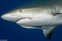 Echeneis naucrates (Sharksucker)