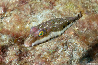 Sphoeroides spengleri (Bandtail Puffer)