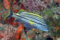 Haemulon macrostomum (Spanish Grunt)