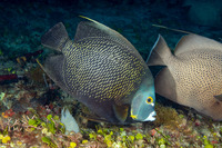 Pomacanthus paru (French Angelfish)