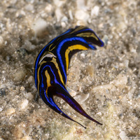 Chelidonura hirundinina (Leech Aglaja)