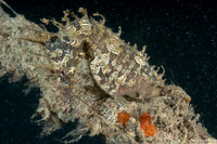 Hippocampus reidi (Longsnout Seahorse)